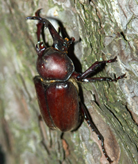 カブトムシのイメージ