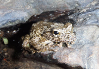 カジカガエル（河鹿蛙)のイメージ