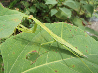 カマキリのイメージ