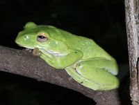 モリアオガエル（森青蛙） のイメージ