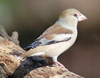 シメ（冬鳥）のイメージ